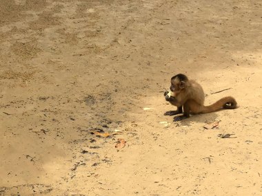 Macaco prego em Vassouras